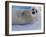 Harp Seal Pup, Gulf of St. Lawrence, Canada-Gavriel Jecan-Framed Photographic Print