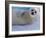 Harp Seal Pup, Gulf of St. Lawrence, Canada-Gavriel Jecan-Framed Photographic Print