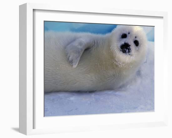 Harp Seal Pup, Gulf of St. Lawrence, Canada-Gavriel Jecan-Framed Photographic Print