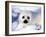 Harp Seal Pup, Gulf of St. Lawrence, Quebec, Canada-Michael DeFreitas-Framed Photographic Print