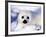 Harp Seal Pup, Gulf of St. Lawrence, Quebec, Canada-Michael DeFreitas-Framed Photographic Print