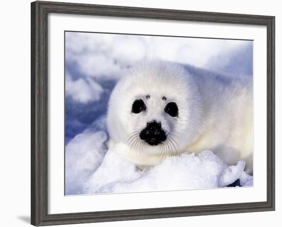 Harp Seal Pup, Gulf of St. Lawrence, Quebec, Canada-Michael DeFreitas-Framed Photographic Print