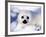 Harp Seal Pup, Gulf of St. Lawrence, Quebec, Canada-Michael DeFreitas-Framed Photographic Print