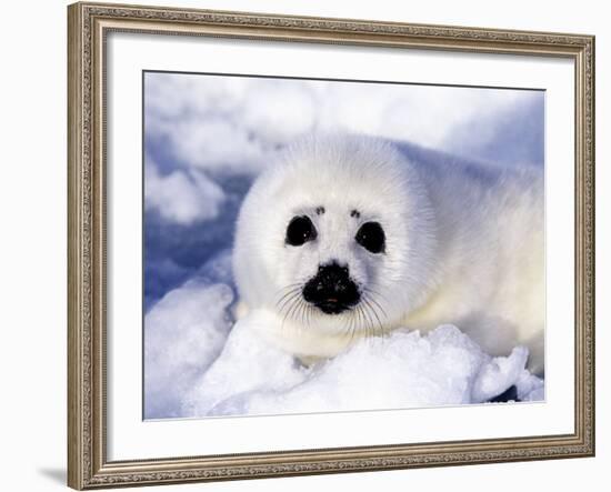 Harp Seal Pup, Gulf of St. Lawrence, Quebec, Canada-Michael DeFreitas-Framed Photographic Print