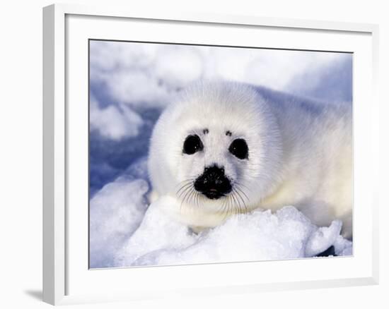 Harp Seal Pup, Gulf of St. Lawrence, Quebec, Canada-Michael DeFreitas-Framed Photographic Print