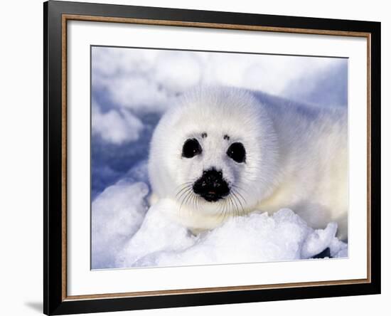 Harp Seal Pup, Gulf of St. Lawrence, Quebec, Canada-Michael DeFreitas-Framed Photographic Print