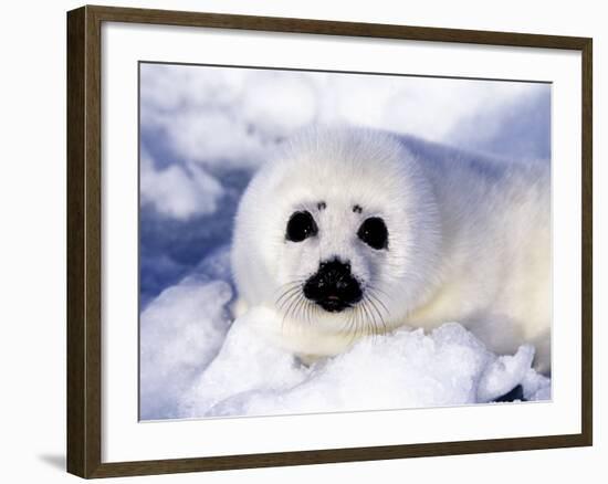 Harp Seal Pup, Gulf of St. Lawrence, Quebec, Canada-Michael DeFreitas-Framed Photographic Print