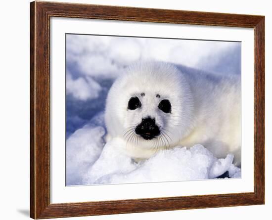 Harp Seal Pup, Gulf of St. Lawrence, Quebec, Canada-Michael DeFreitas-Framed Photographic Print