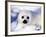 Harp Seal Pup, Gulf of St. Lawrence, Quebec, Canada-Michael DeFreitas-Framed Photographic Print