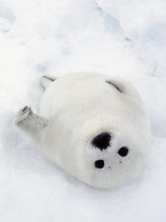 Harp Seal Pup In Favorite Position On Its Back On Ice Pack Nova Scotia Canada Photographic Print Daniel J Cox Art Com