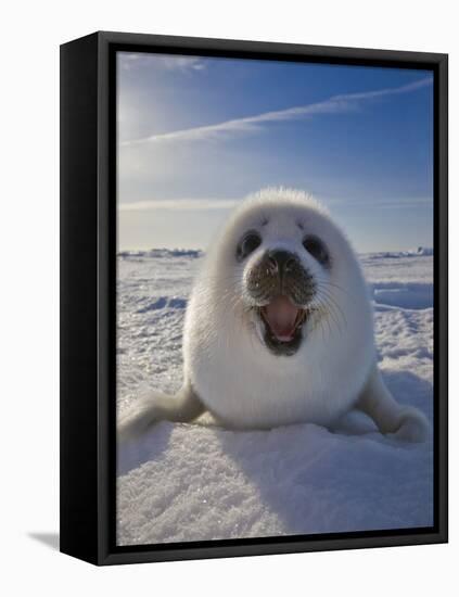 Harp Seal Pup on Ice, Iles De La Madeleine, Canada, Quebec-Keren Su-Framed Premier Image Canvas