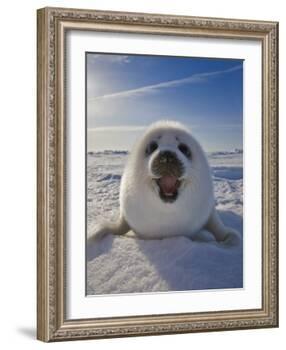 Harp Seal Pup on Ice, Iles De La Madeleine, Canada, Quebec-Keren Su-Framed Photographic Print