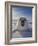 Harp Seal Pup on Ice, Iles De La Madeleine, Canada, Quebec-Keren Su-Framed Photographic Print