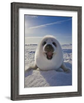 Harp Seal Pup on Ice, Iles De La Madeleine, Canada, Quebec-Keren Su-Framed Photographic Print