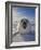 Harp Seal Pup on Ice, Iles De La Madeleine, Canada, Quebec-Keren Su-Framed Photographic Print