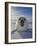 Harp Seal Pup on Ice, Iles De La Madeleine, Canada, Quebec-Keren Su-Framed Photographic Print