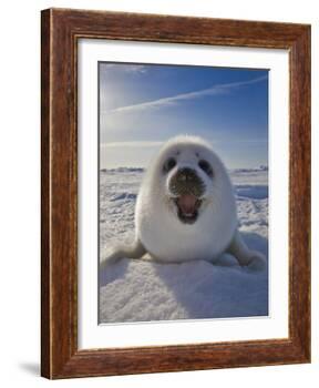 Harp Seal Pup on Ice, Iles De La Madeleine, Canada, Quebec-Keren Su-Framed Photographic Print