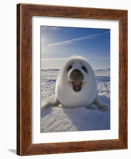Harp Seal Pup on Ice, Iles De La Madeleine, Canada, Quebec-Keren Su-Framed Photographic Print