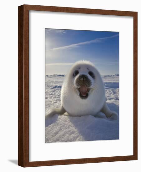 Harp Seal Pup on Ice, Iles De La Madeleine, Canada, Quebec-Keren Su-Framed Photographic Print