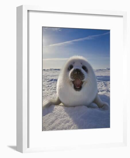 Harp Seal Pup on Ice, Iles De La Madeleine, Canada, Quebec-Keren Su-Framed Photographic Print