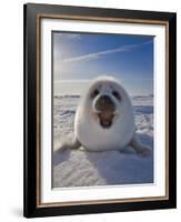 Harp Seal Pup on Ice, Iles De La Madeleine, Canada, Quebec-Keren Su-Framed Photographic Print
