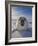 Harp Seal Pup on Ice, Iles De La Madeleine, Canada, Quebec-Keren Su-Framed Photographic Print