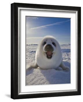 Harp Seal Pup on Ice, Iles De La Madeleine, Canada, Quebec-Keren Su-Framed Photographic Print