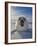 Harp Seal Pup on Ice, Iles De La Madeleine, Canada, Quebec-Keren Su-Framed Photographic Print