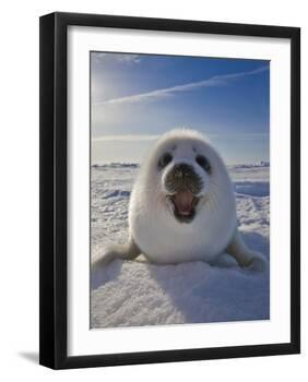 Harp Seal Pup on Ice, Iles De La Madeleine, Canada, Quebec-Keren Su-Framed Photographic Print