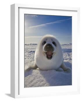 Harp Seal Pup on Ice, Iles De La Madeleine, Canada, Quebec-Keren Su-Framed Photographic Print