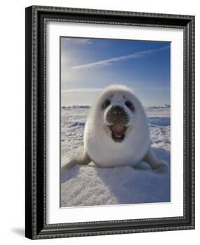 Harp Seal Pup on Ice, Iles De La Madeleine, Canada, Quebec-Keren Su-Framed Photographic Print
