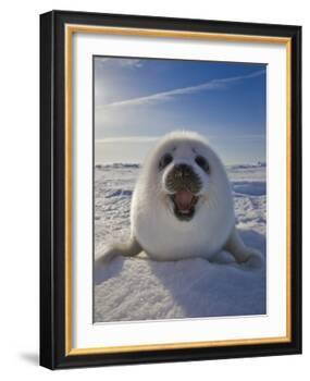 Harp Seal Pup on Ice, Iles De La Madeleine, Canada, Quebec-Keren Su-Framed Photographic Print