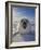 Harp Seal Pup on Ice, Iles De La Madeleine, Canada, Quebec-Keren Su-Framed Photographic Print