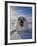 Harp Seal Pup on Ice, Iles De La Madeleine, Canada, Quebec-Keren Su-Framed Photographic Print