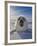 Harp Seal Pup on Ice, Iles De La Madeleine, Canada, Quebec-Keren Su-Framed Photographic Print