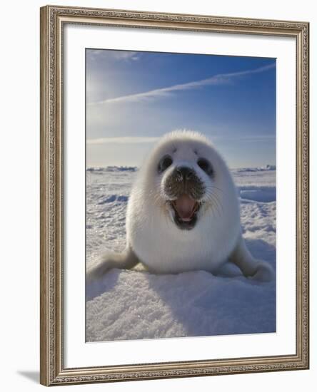 Harp Seal Pup on Ice, Iles De La Madeleine, Canada, Quebec-Keren Su-Framed Photographic Print