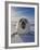 Harp Seal Pup on Ice, Iles De La Madeleine, Canada, Quebec-Keren Su-Framed Photographic Print