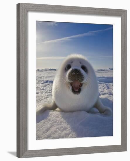 Harp Seal Pup on Ice, Iles De La Madeleine, Canada, Quebec-Keren Su-Framed Photographic Print