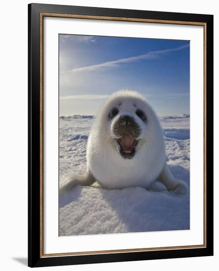 Harp Seal Pup on Ice, Iles De La Madeleine, Canada, Quebec-Keren Su-Framed Photographic Print