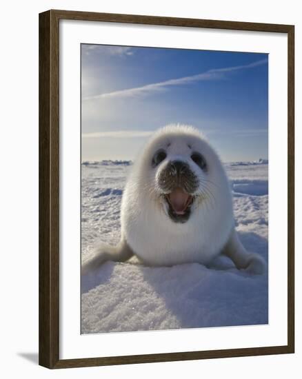 Harp Seal Pup on Ice, Iles De La Madeleine, Canada, Quebec-Keren Su-Framed Photographic Print