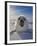 Harp Seal Pup on Ice, Iles De La Madeleine, Canada, Quebec-Keren Su-Framed Photographic Print