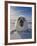 Harp Seal Pup on Ice, Iles De La Madeleine, Canada, Quebec-Keren Su-Framed Photographic Print