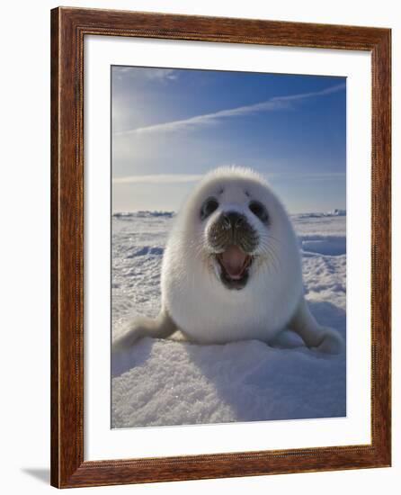 Harp Seal Pup on Ice, Iles De La Madeleine, Canada, Quebec-Keren Su-Framed Photographic Print