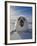 Harp Seal Pup on Ice, Iles De La Madeleine, Canada, Quebec-Keren Su-Framed Photographic Print