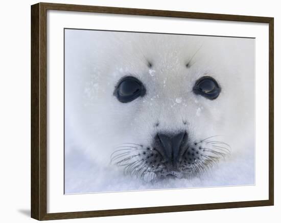 Harp Seal Pup on Ice, Iles De La Madeleine, Quebec, Canada-Keren Su-Framed Photographic Print