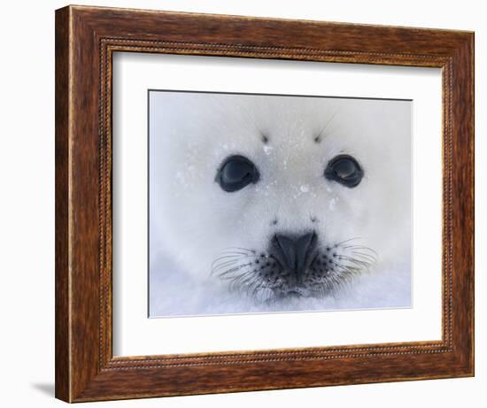 Harp Seal Pup on Ice, Iles De La Madeleine, Quebec, Canada-Keren Su-Framed Photographic Print