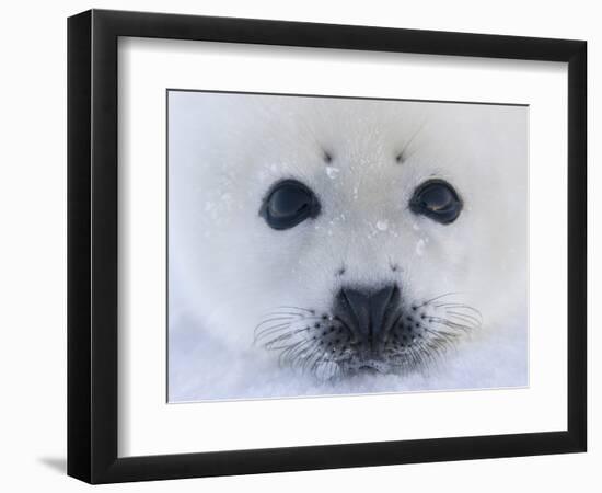 Harp Seal Pup on Ice, Iles De La Madeleine, Quebec, Canada-Keren Su-Framed Photographic Print