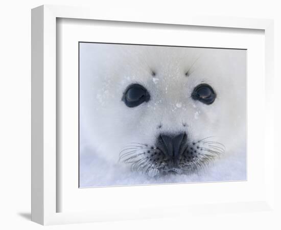 Harp Seal Pup on Ice, Iles De La Madeleine, Quebec, Canada-Keren Su-Framed Photographic Print