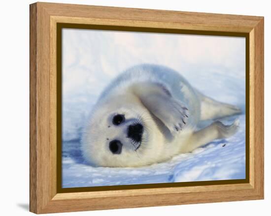 Harp Seal Pup on its Side-John Conrad-Framed Premier Image Canvas