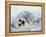 Harp Seal Pup on its Side-John Conrad-Framed Premier Image Canvas